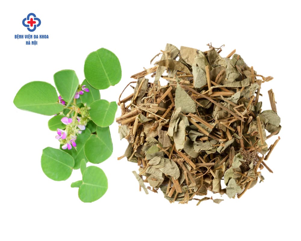 Cây kim tiền thảo