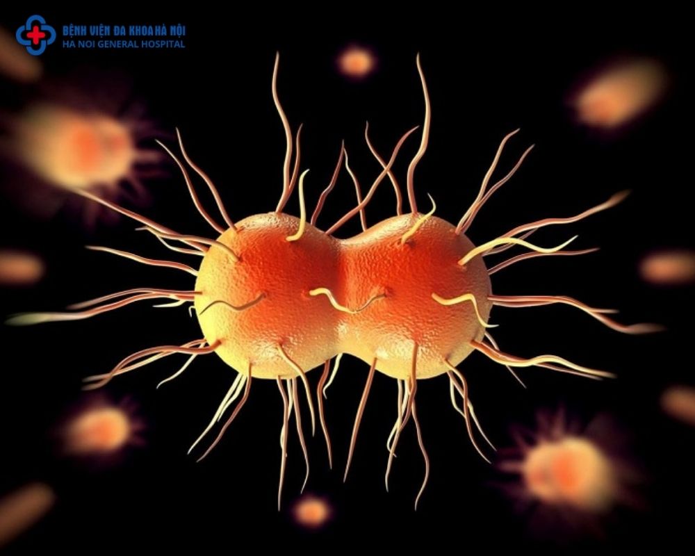 Vi khuẩn Neisseria gonorrhoeae
