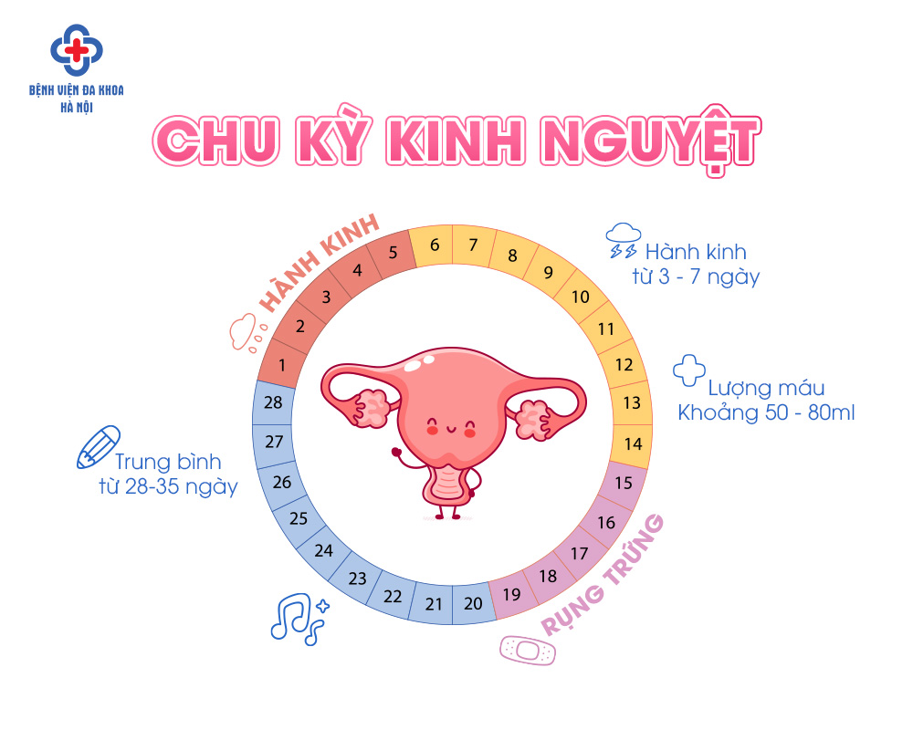 Cách tính ngày rụng trứng chu kỳ kinh nguyệt
