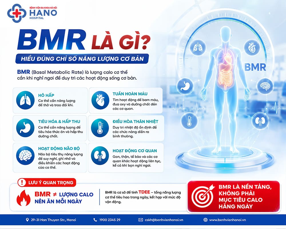 Định nghĩa chỉ số BMR và ý nghĩa thực tế